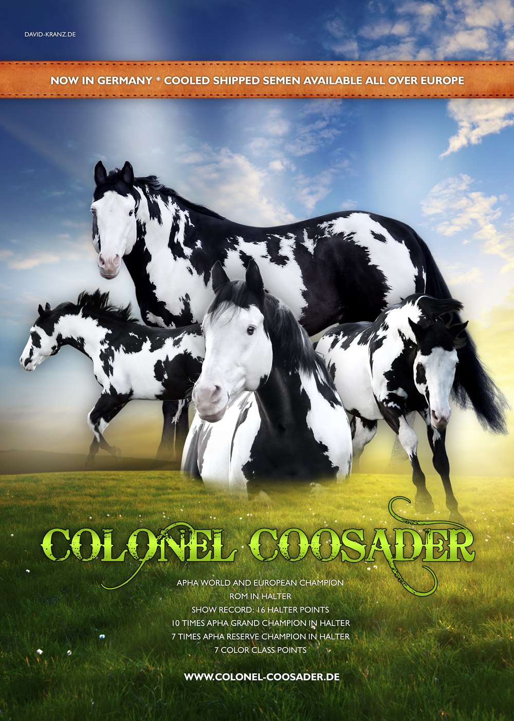 Colonel-Coosader - Stallion At Stud
